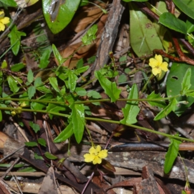 Goodenia heterophylla (Variable-leaved Goodenia) at Wollumboola, NSW - 8 Oct 2020 by plants