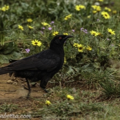 Corcorax melanorhamphos (White-winged Chough) at Weston Creek, ACT - 27 Sep 2020 by JonSteinbeck