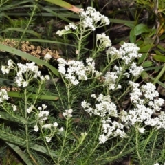 Ozothamnus diosmifolius (Rice Flower, White Dogwood, Sago Bush) at Wollumboola, NSW - 8 Oct 2020 by plants