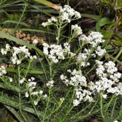 Ozothamnus diosmifolius (Rice Flower, White Dogwood, Sago Bush) at Jervis Bay National Park - 7 Oct 2020 by plants