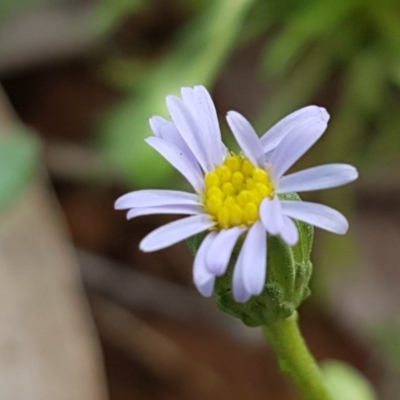 Vittadinia muelleri (Narrow-leafed New Holland Daisy) at Lyneham Ridge - 8 Oct 2020 by tpreston