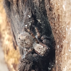 Servaea sp. (genus) (Unidentified Servaea jumping spider) at Lyneham, ACT - 8 Oct 2020 by trevorpreston