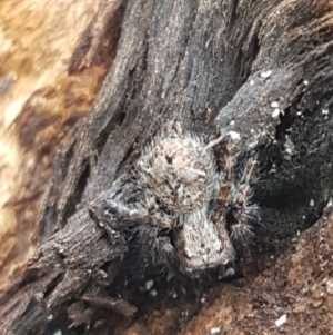 Servaea sp. (genus) at Lyneham, ACT - 8 Oct 2020