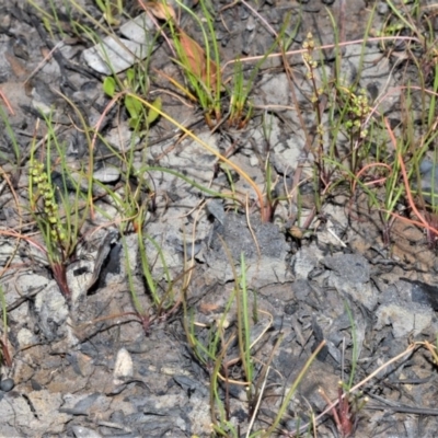 Triglochin striata (Streaked Arrowgrass) at Wollumboola, NSW - 8 Oct 2020 by plants