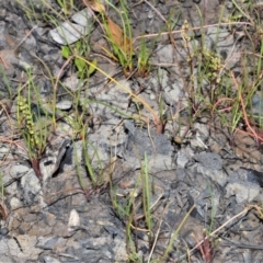 Triglochin striata (Streaked Arrowgrass) at Wollumboola, NSW - 7 Oct 2020 by plants