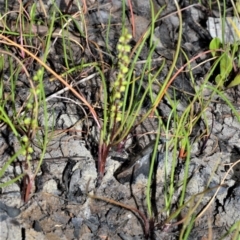 Triglochin striata at Wollumboola, NSW - 8 Oct 2020