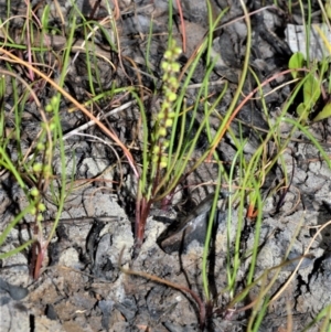 Triglochin striata at Wollumboola, NSW - 8 Oct 2020 12:53 AM