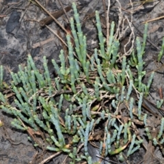 Sarcocornia quinqueflora subsp. quinqueflora (Beaded Glasswort) at Jervis Bay National Park - 7 Oct 2020 by plants