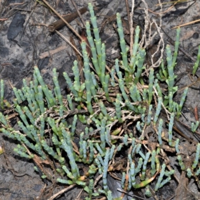 Sarcocornia quinqueflora subsp. quinqueflora (Beaded Glasswort) at Wollumboola, NSW - 7 Oct 2020 by plants