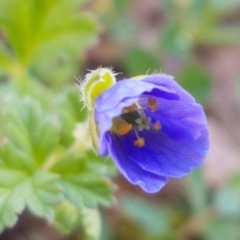 Erodium crinitum (Native Crowfoot) at Lyneham, ACT - 8 Oct 2020 by trevorpreston