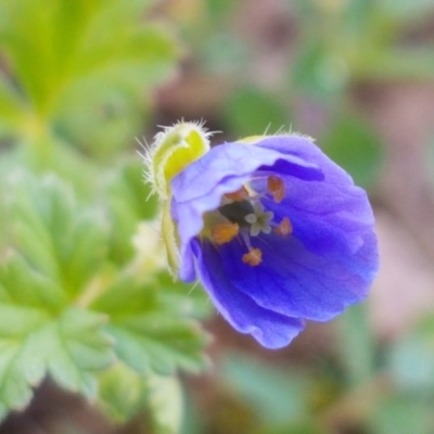 Erodium crinitum (Native Crowfoot) at Lyneham, ACT - 8 Oct 2020 by trevorpreston