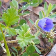 Erodium crinitum at Lyneham, ACT - 8 Oct 2020