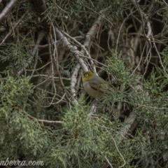 Zosterops lateralis (Silvereye) at Weston Creek, ACT - 27 Sep 2020 by JonSteinbeck