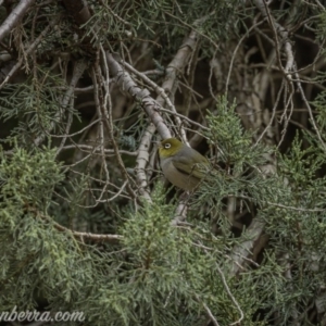 Zosterops lateralis at Weston Creek, ACT - 27 Sep 2020