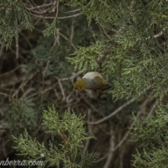 Zosterops lateralis at Weston Creek, ACT - 27 Sep 2020