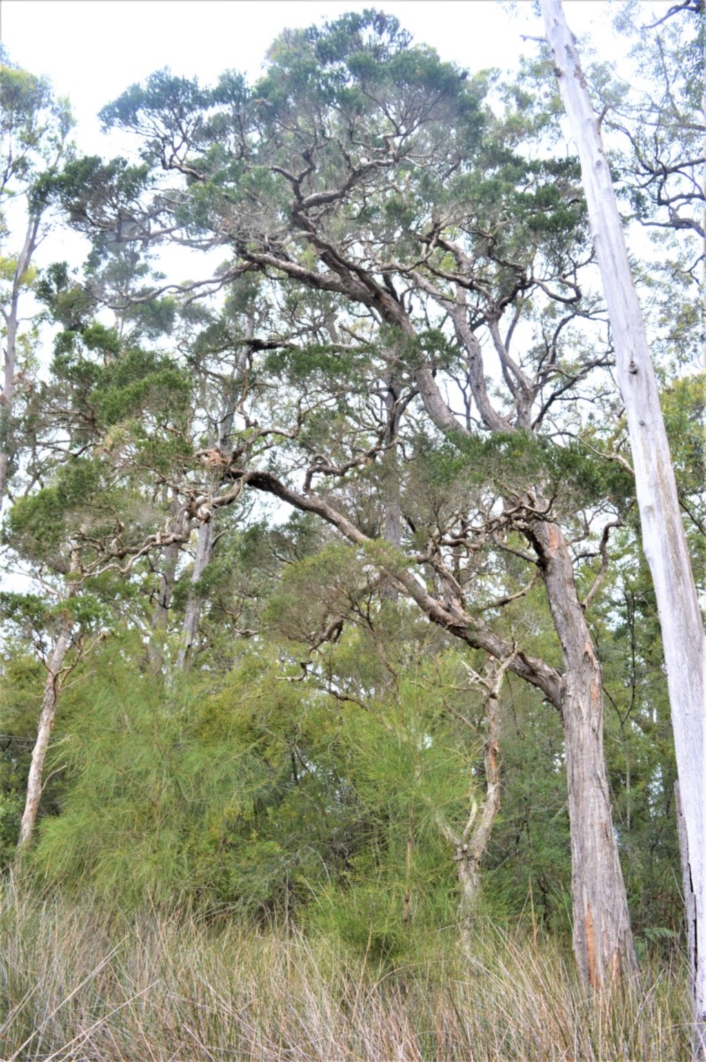 Melaleuca decora at Wollumboola, NSW - 8 Oct 2020
