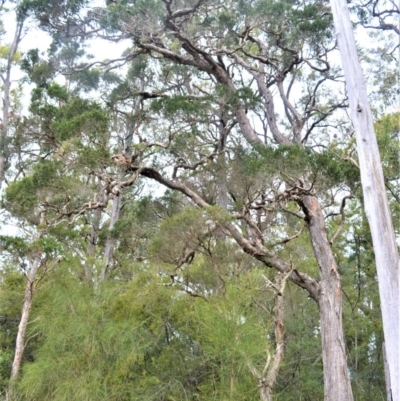 Melaleuca decora at Wollumboola, NSW - 7 Oct 2020 by plants