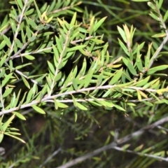 Melaleuca decora at Wollumboola, NSW - 8 Oct 2020 12:55 AM