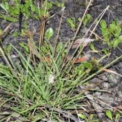 Cyperus polystachyos (Leafy Twig Rush, Bunchy Sedge) at Jervis Bay National Park - 7 Oct 2020 by plants