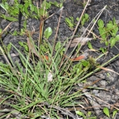 Cyperus polystachyos (Leafy Twig Rush, Bunchy Sedge) at Wollumboola, NSW - 7 Oct 2020 by plants