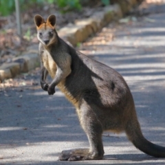 Wallabia bicolor (Swamp Wallaby) at Acton, ACT - 2 Oct 2020 by TimL