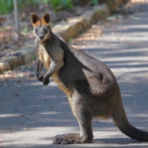 Wallabia bicolor at Acton, ACT - 2 Oct 2020