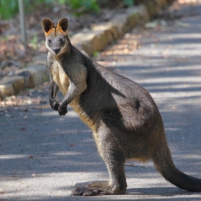 Wallabia bicolor (Swamp Wallaby) at Acton, ACT - 2 Oct 2020 by TimL