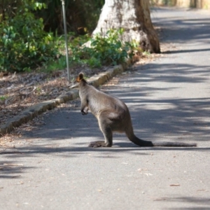 Wallabia bicolor at Acton, ACT - 2 Oct 2020