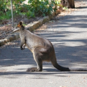 Wallabia bicolor at Acton, ACT - 2 Oct 2020