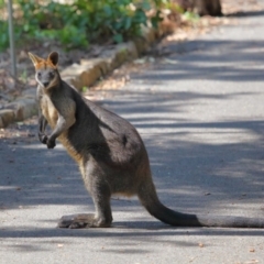 Wallabia bicolor at Acton, ACT - 2 Oct 2020