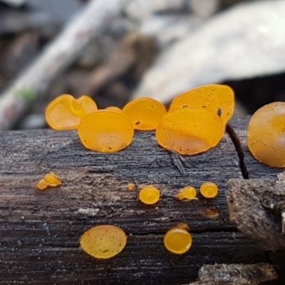 Heterotextus sp. (A yellow saprophytic jelly fungi) at Lyneham Ridge - 8 Oct 2020 by trevorpreston