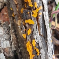 Heterotextus sp. at Lyneham, ACT - 8 Oct 2020