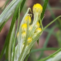 Chrysocephalum semipapposum (Clustered Everlasting) at Lyneham, ACT - 8 Oct 2020 by trevorpreston