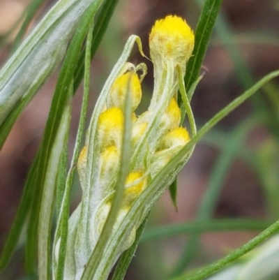 Chrysocephalum semipapposum (Clustered Everlasting) at Lyneham Ridge - 8 Oct 2020 by tpreston