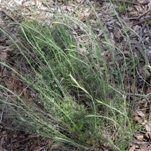 Chrysocephalum semipapposum at Lyneham, ACT - 8 Oct 2020