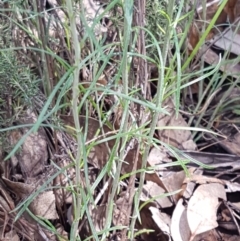 Chrysocephalum semipapposum at Lyneham, ACT - 8 Oct 2020