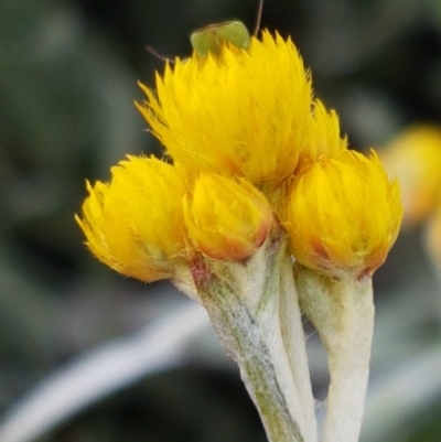 Chrysocephalum apiculatum (Common Everlasting) at Kaleen, ACT - 8 Oct 2020 by trevorpreston