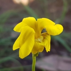 Goodenia pinnatifida (Scrambled Eggs) at Lyneham Ridge - 8 Oct 2020 by tpreston