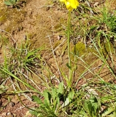 Goodenia pinnatifida at Kaleen, ACT - 8 Oct 2020