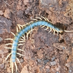 Ethmostigmus rubripes (Giant centipede) at Kaleen, ACT - 8 Oct 2020 by trevorpreston