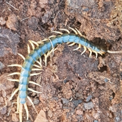 Ethmostigmus rubripes (Giant centipede) at O'Connor Ridge to Gungahlin Grasslands - 8 Oct 2020 by trevorpreston