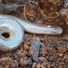 Anilios nigrescens (Blackish Blind Snake) at Kaleen, ACT - 8 Oct 2020 by trevorpreston