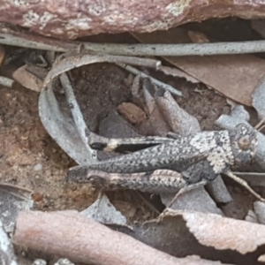 Cirphula pyrrhocnemis at Lyneham, ACT - 8 Oct 2020