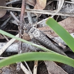 Cirphula pyrrhocnemis at Lyneham, ACT - 8 Oct 2020