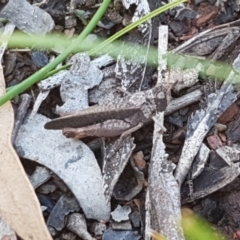 Cirphula pyrrhocnemis at Lyneham, ACT - 8 Oct 2020