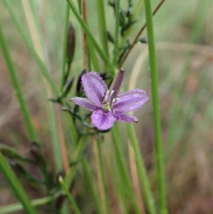 Thysanotus patersonii at Cook, ACT - 7 Oct 2020