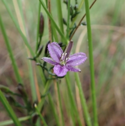 Thysanotus patersonii (Twining Fringe Lily) at Mount Painter - 7 Oct 2020 by CathB