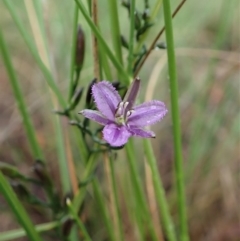 Thysanotus patersonii (Twining Fringe Lily) at Mount Painter - 7 Oct 2020 by CathB