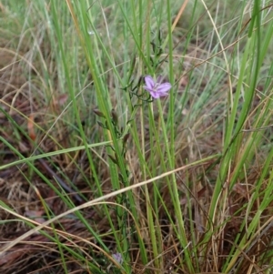 Thysanotus patersonii at Cook, ACT - 7 Oct 2020