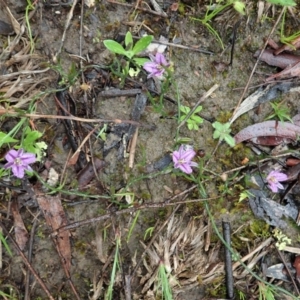 Thysanotus patersonii at Cook, ACT - 7 Oct 2020